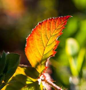 th-redleaf1.jpg